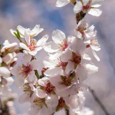 Vic Stamp - Almond Blossom